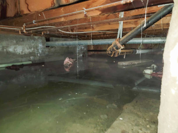 Best Mold removal after water damage  in Prague, OK